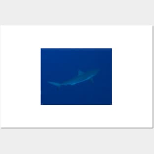 Grey Reef Shark Posters and Art